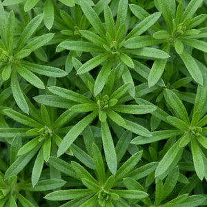 Cleavers & Red Clover